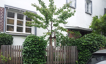 Neupflanzung Baum mit Haltestange, Baumpflanzung München