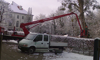 Baumpflege im Winter, Baumpflege ZTV München