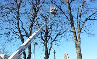 Hubkran zur Baumpflege, Baumschnitt München