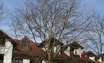 Vor der Kroneneinkürzung, Baumpfleger München