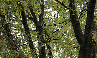 Baumkrone mit Spannseilen, Baum sichern im Raum München