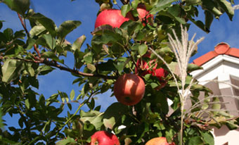 Apfelbaum mit reichem Ertrag, Gehölzschnitt München